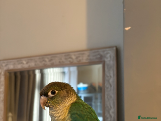 Conures birds Conure turquoise - Advert 16