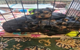 Yorkshire Terrier dogs for sale: Last female Yorkshire Terrier puppy left - Image 30