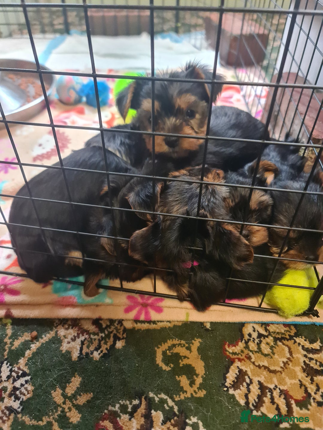 Yorkshire Terrier dogs for sale: Last female Yorkshire Terrier puppy left - Image 30