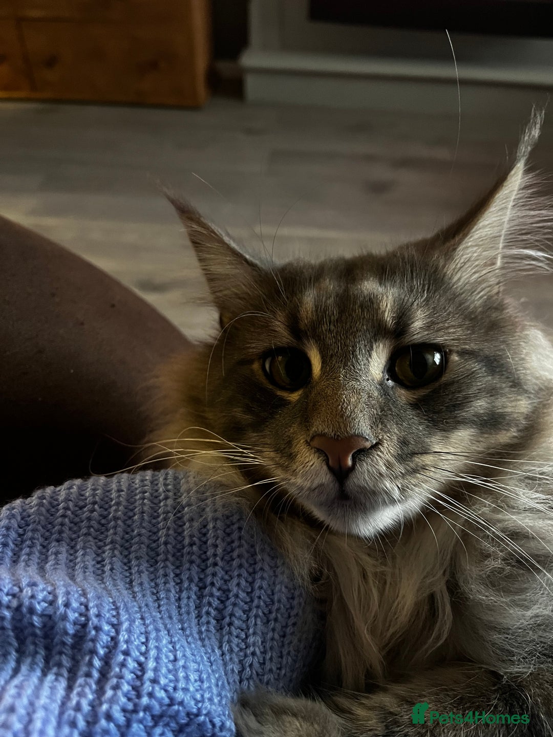 Maine Coon cats for sale: Friendly Stripy Grey Male Maine Coon  - Image 4