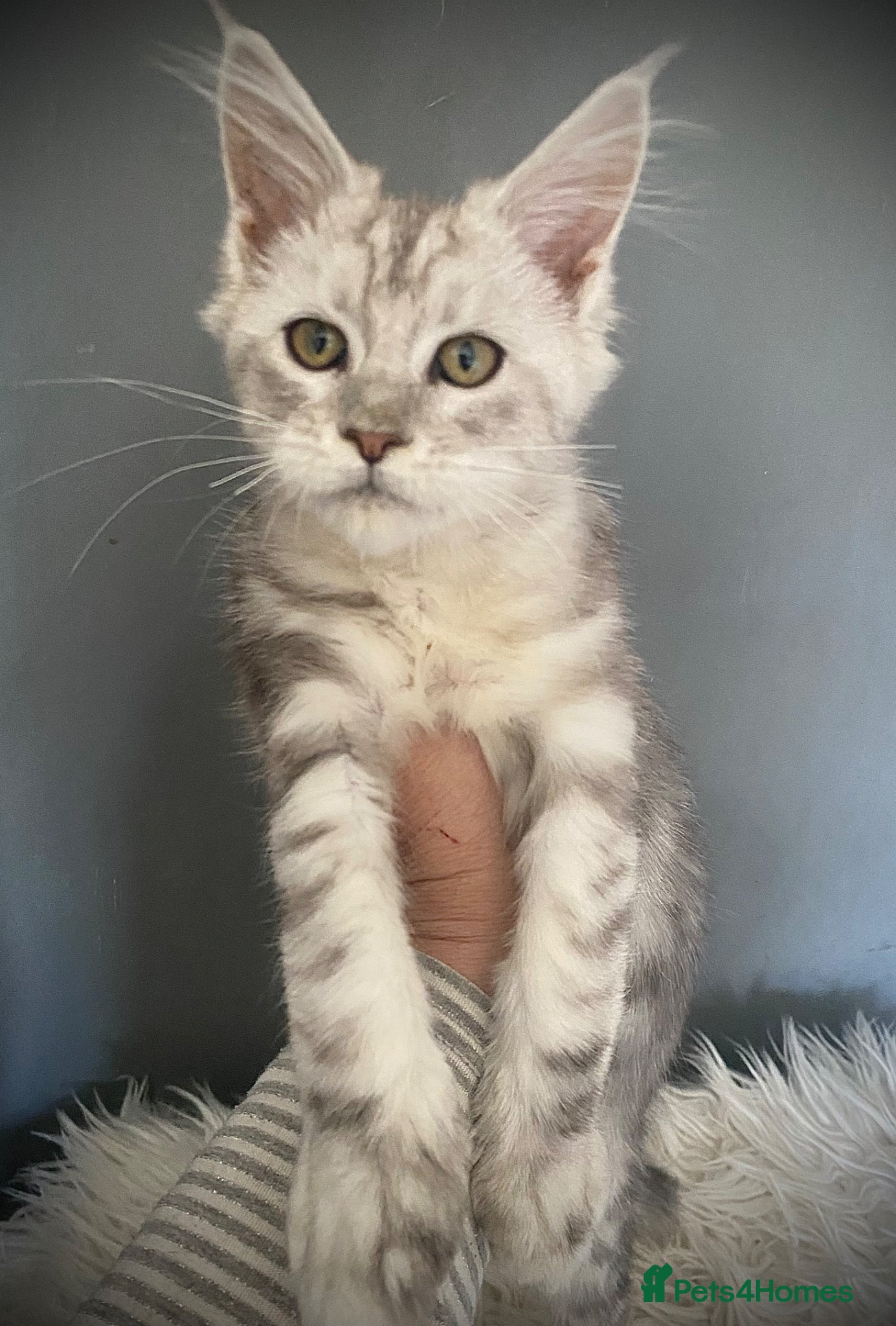 Maine Coon cats Full Maine Coon kittens  - Advert 1