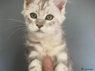 Maine Coon cats Full Maine Coon kittens - Advert 1