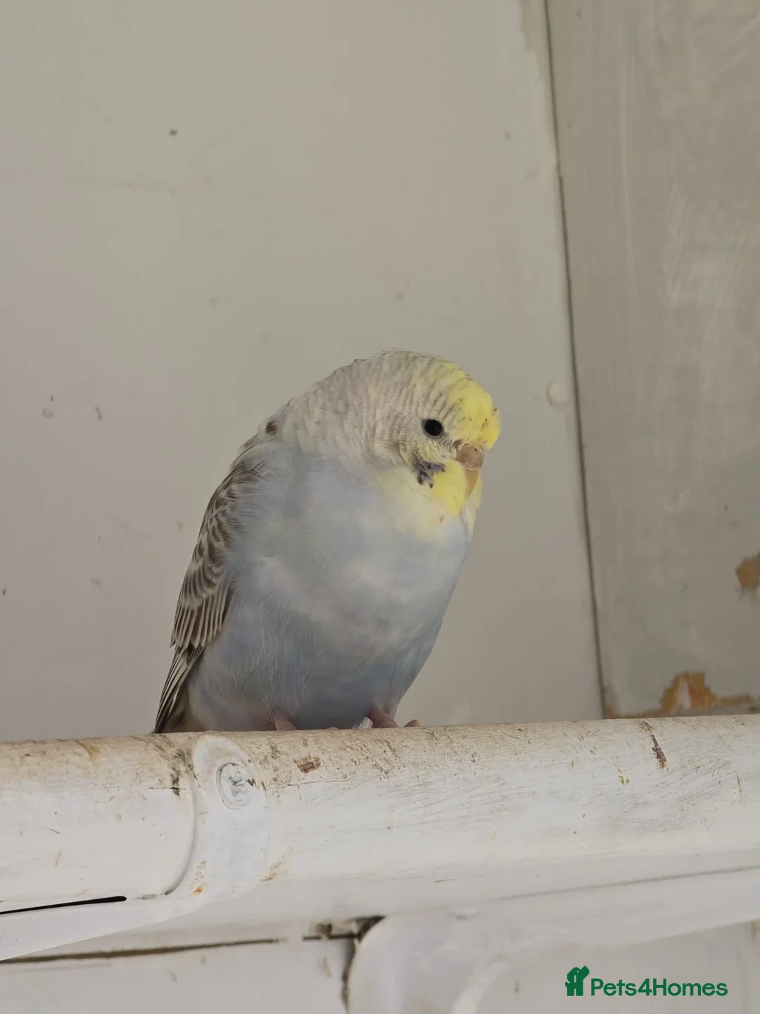 Budgerigars birds for sale: 4 female budgies for sale in Doncaster - Advert 2