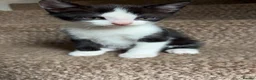 Mixed Breed cats for sale: Ready now - various colours  - Advert 2