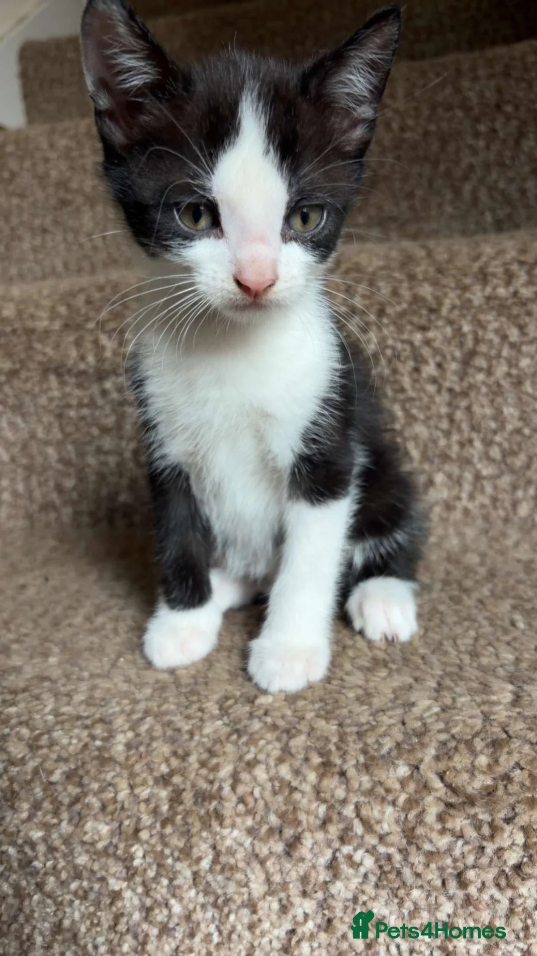 Mixed Breed cats for sale: Ready now - various colours  - Advert 2