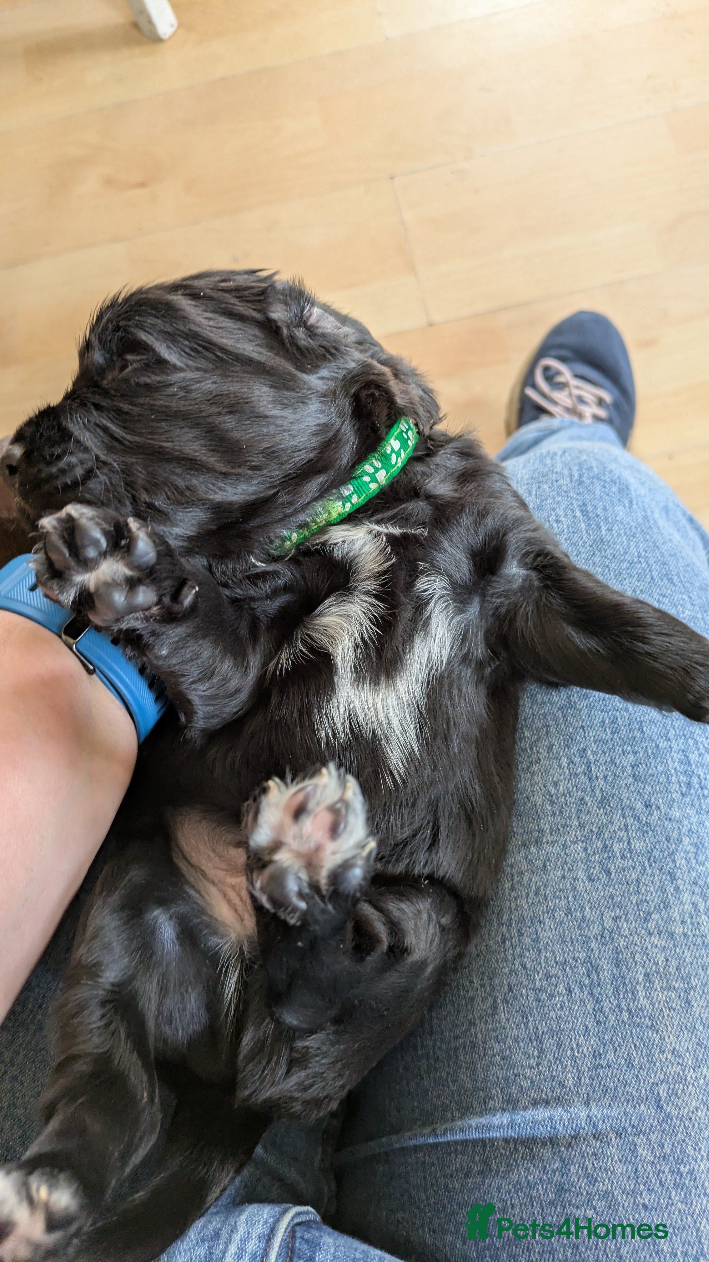 Sprocker dogs for sale: Sprocker puppies in Scunthorpe - Advert 7