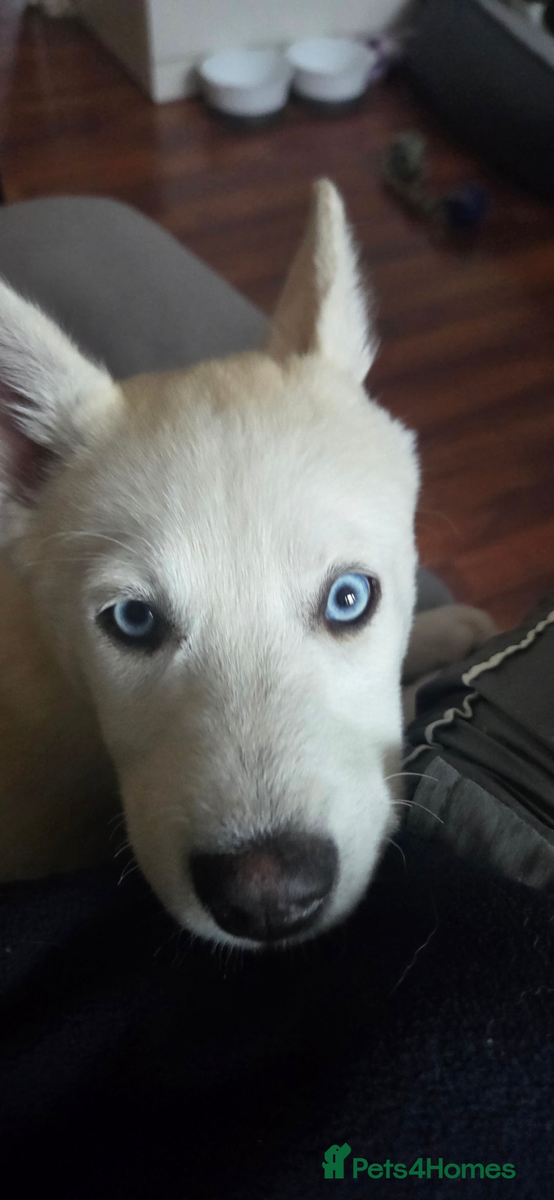 Siberian Husky dogs for sale: Husky - Image 2