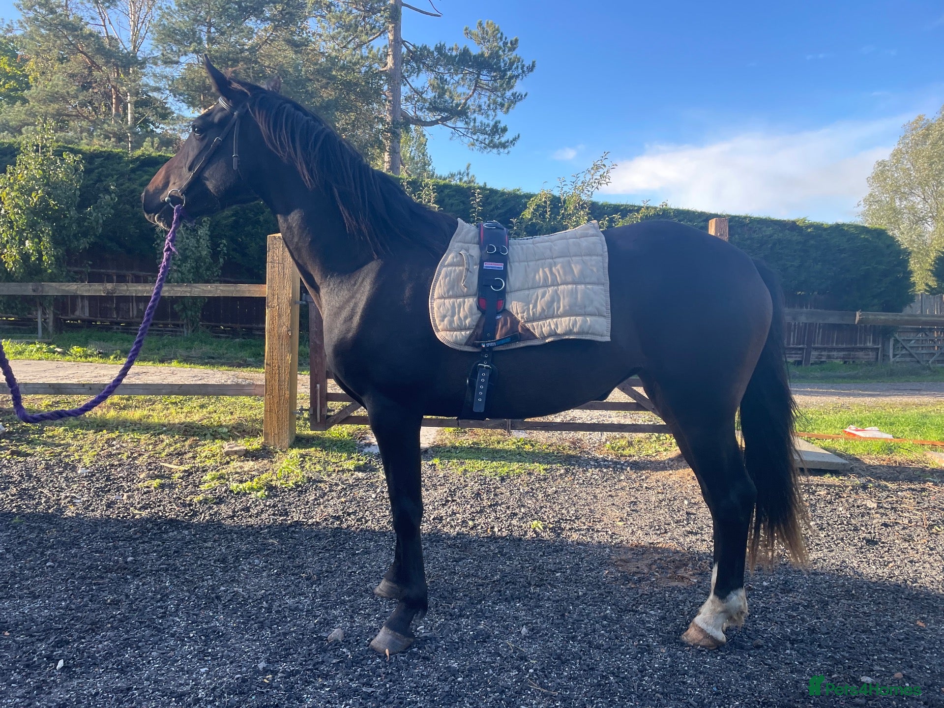 Irish Sports horses 🌸 Mulberry 17hh,3YO Irish Sport Horse Mare 🌸 - Advert 1