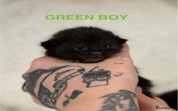 Domestic Shorthair cats for sale: 🐾✨ Gorgeous Fluffy Black Kittens – Ready 24/12 🐾 - Image 3