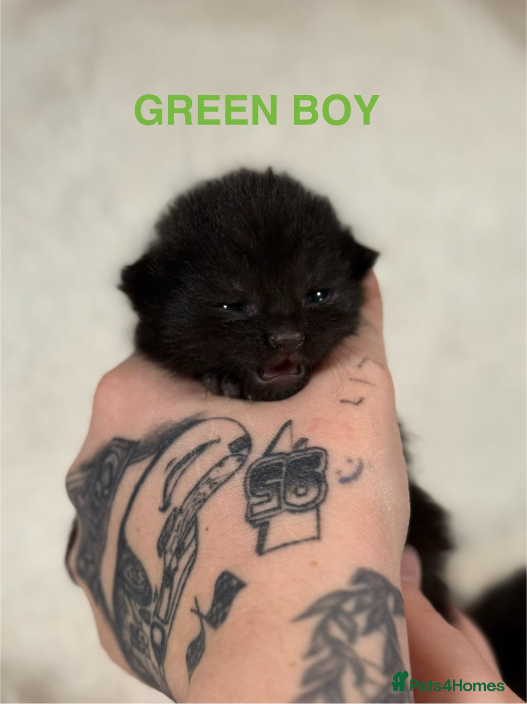 Domestic Shorthair cats for sale: 🐾✨ Gorgeous Fluffy Black Kittens – Ready 24/12 🐾 - Image 3