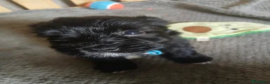 Miniature Schnauzer 6
