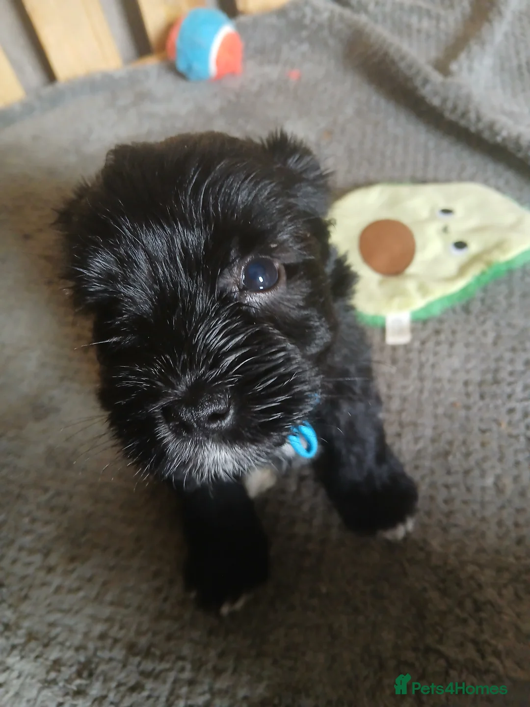 Miniature Schnauzer dogs for sale: Miniature Schnauzer KC reg pups - Advert 2