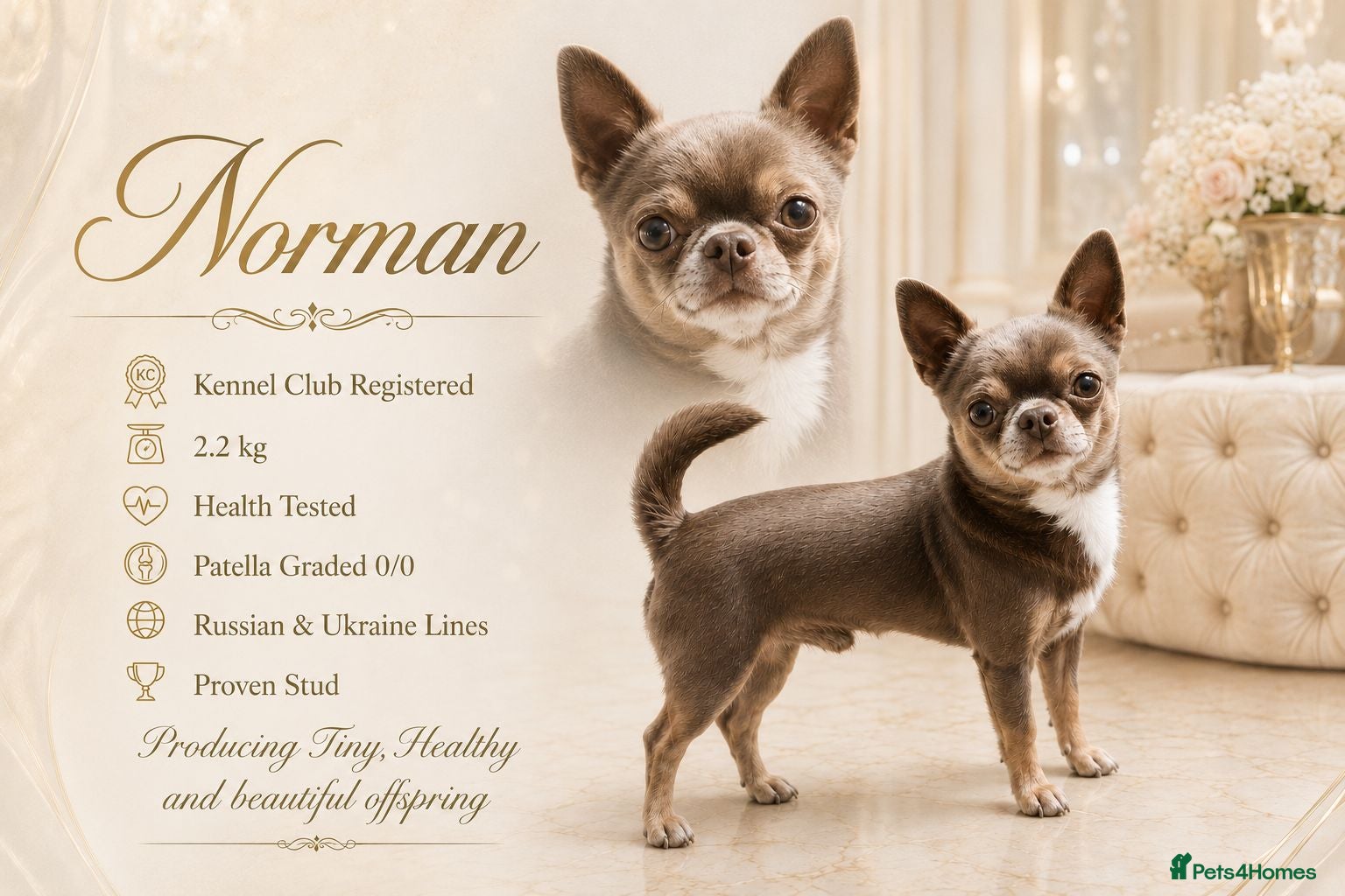 Chihuahua dogs KC reg-Health tested-PROVEN  - Advert 9