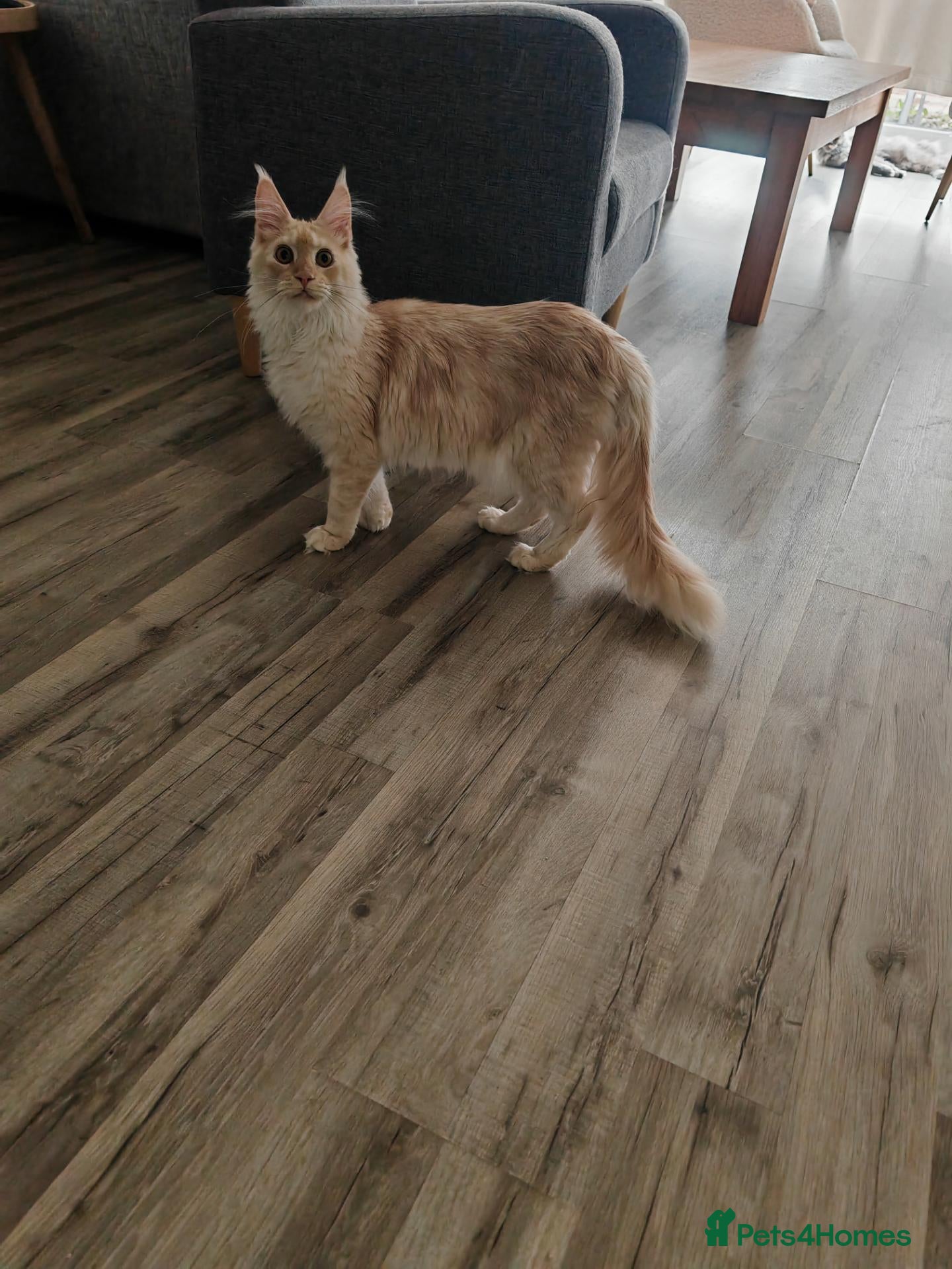 Maine Coon cats Full pedigree Maine Coon - Advert 2
