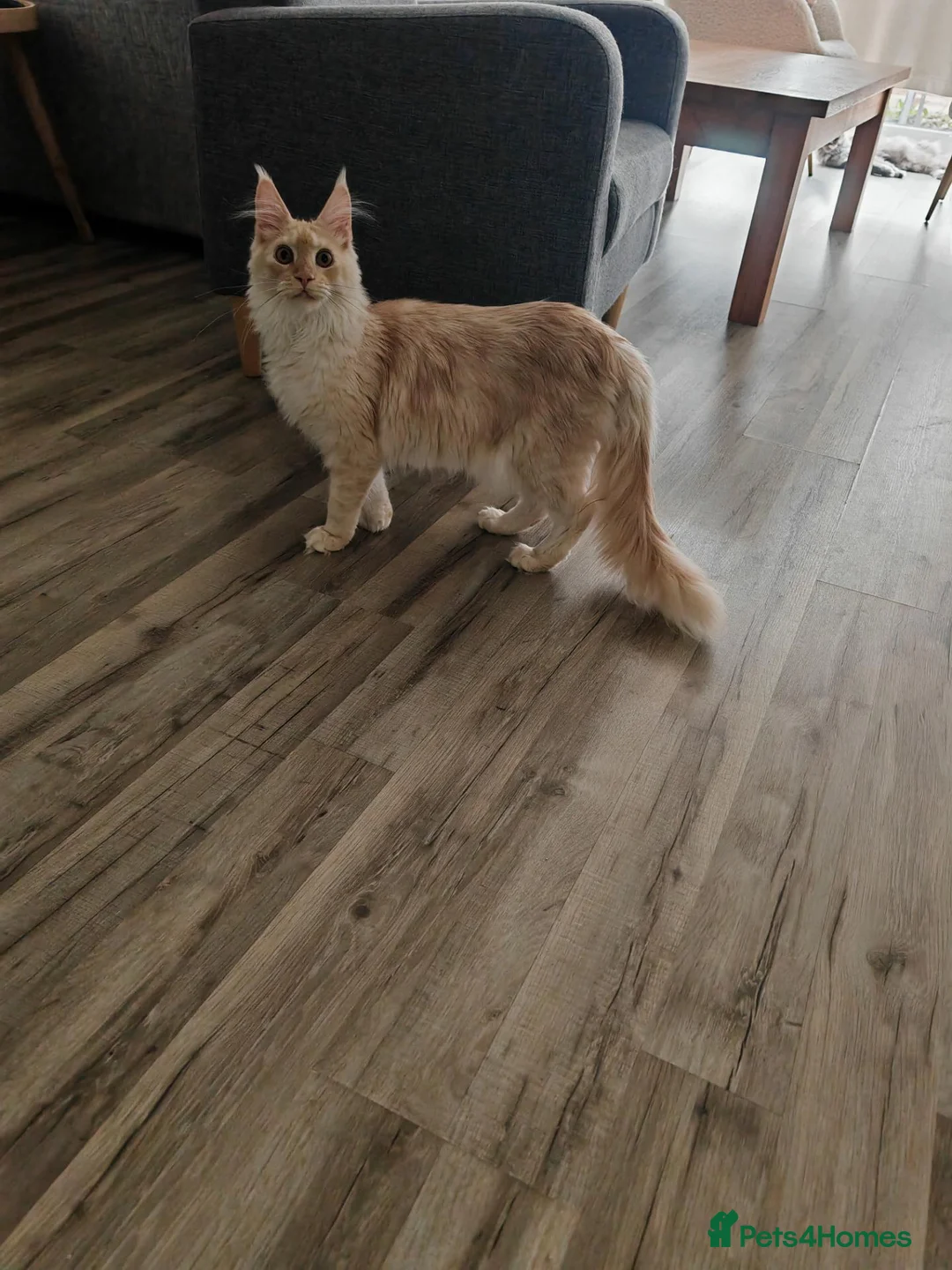 Maine Coon cats for sale: Full pedigree Maine Coon - Advert 1