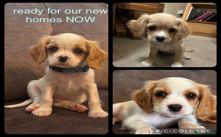 Cavachon dogs - Advert 2