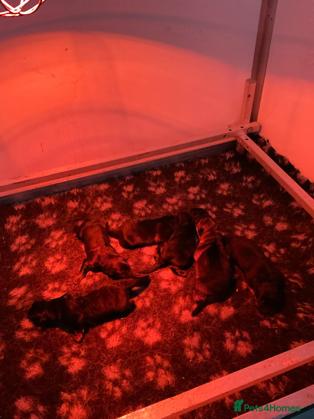 German Shepherd dogs for sale: Quality litter GSD @icepack kennels  - Advert 11