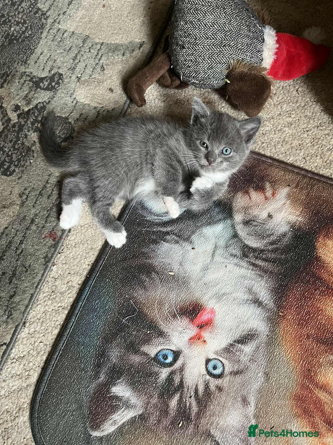 Turkish Angora cats for sale: 3 males 1 grey two black 1 tortie female - Image 4