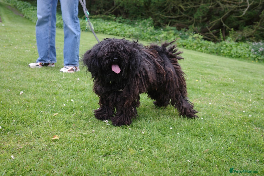 Hungarian Puli dogs for sale: Looking for a happy home for Noodles - Image 4