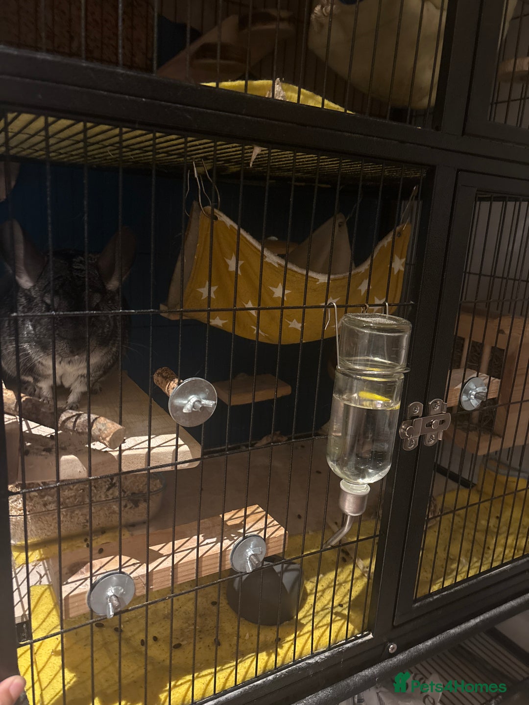 Chinchilla rodents for sale: Female Chinchilla 4yrs with cage & accessories  - Image 4