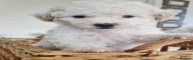 Maltipoo 2