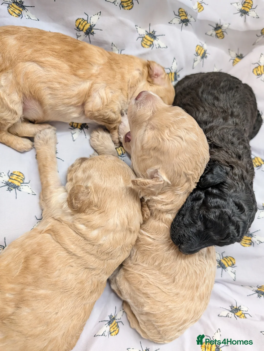 Toy Poodle dogs for sale: Stunning KC Reg Toy Poodle Puppies  - Advert 15