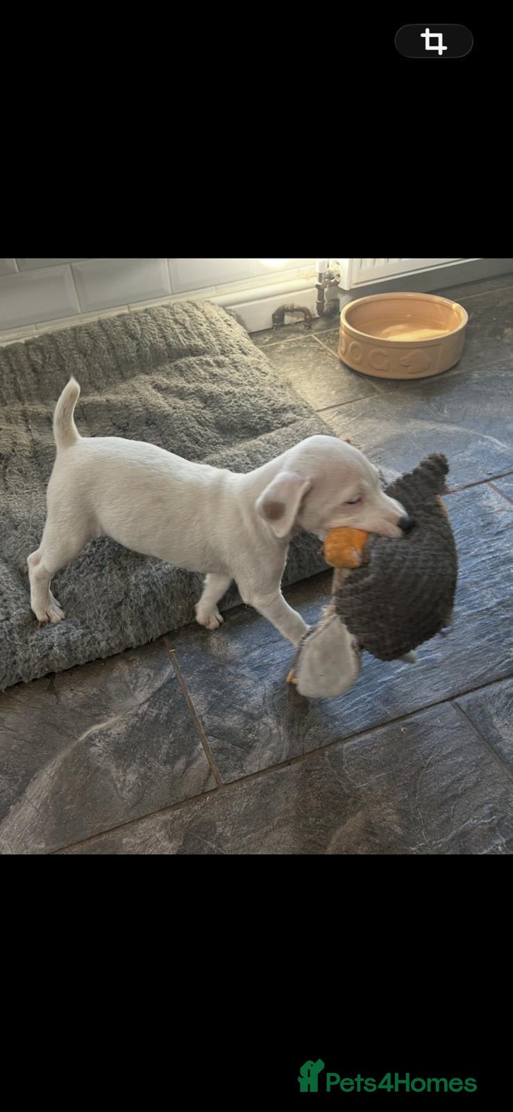 Jack Russell dogs Jack Russell Puppy for sale  - Advert 2