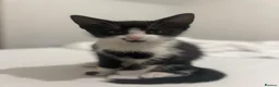 Mixed Breed cats for sale: Beautiful 3 month old tuxedo - Advert 10