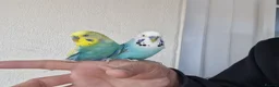 Budgerigars birds for sale: Super silly hand tamed Budgies  - Advert 12