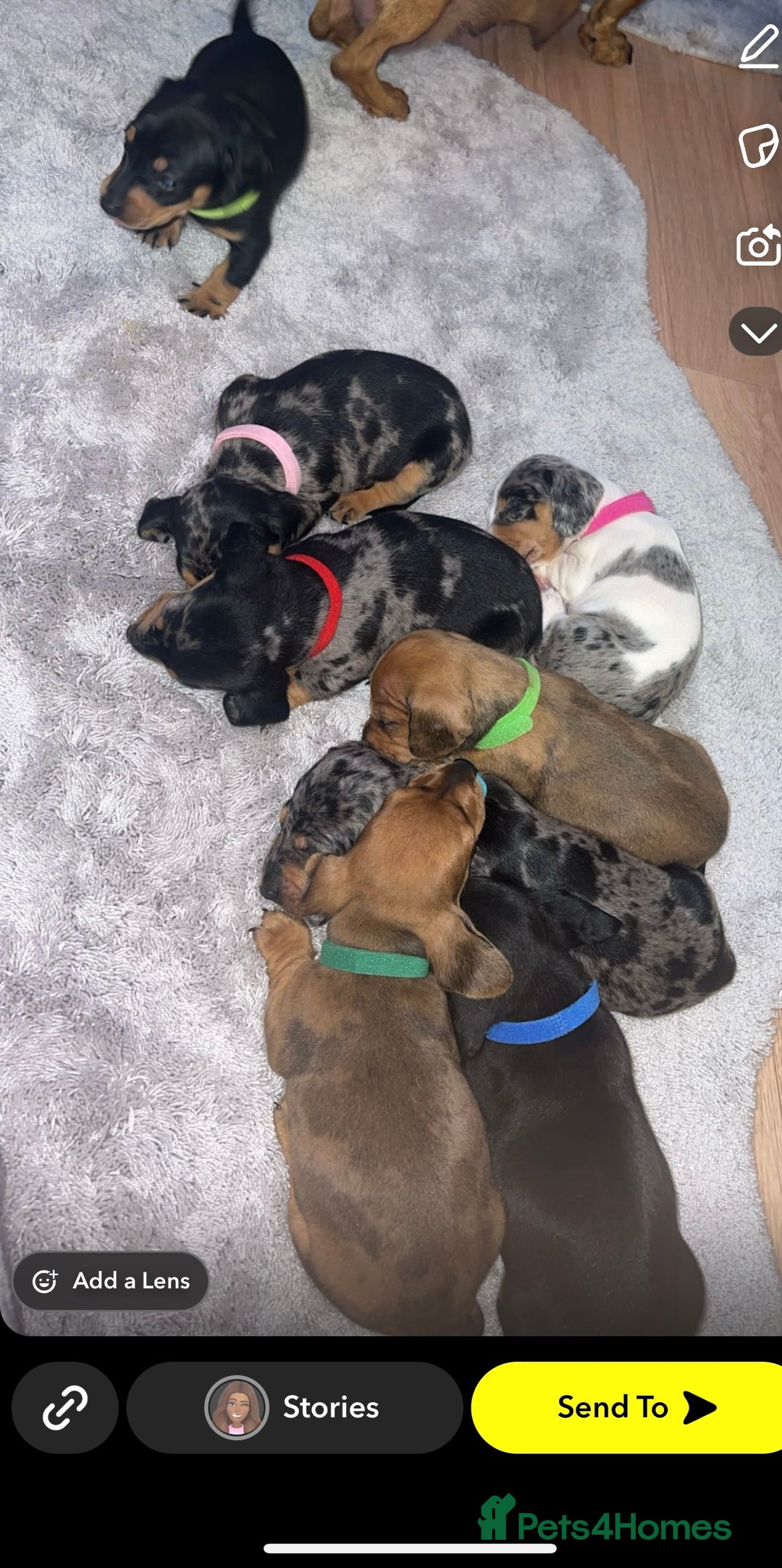 Dachshund dogs for sale: Adorable dachshund puppies ready for loving homes - Image 4