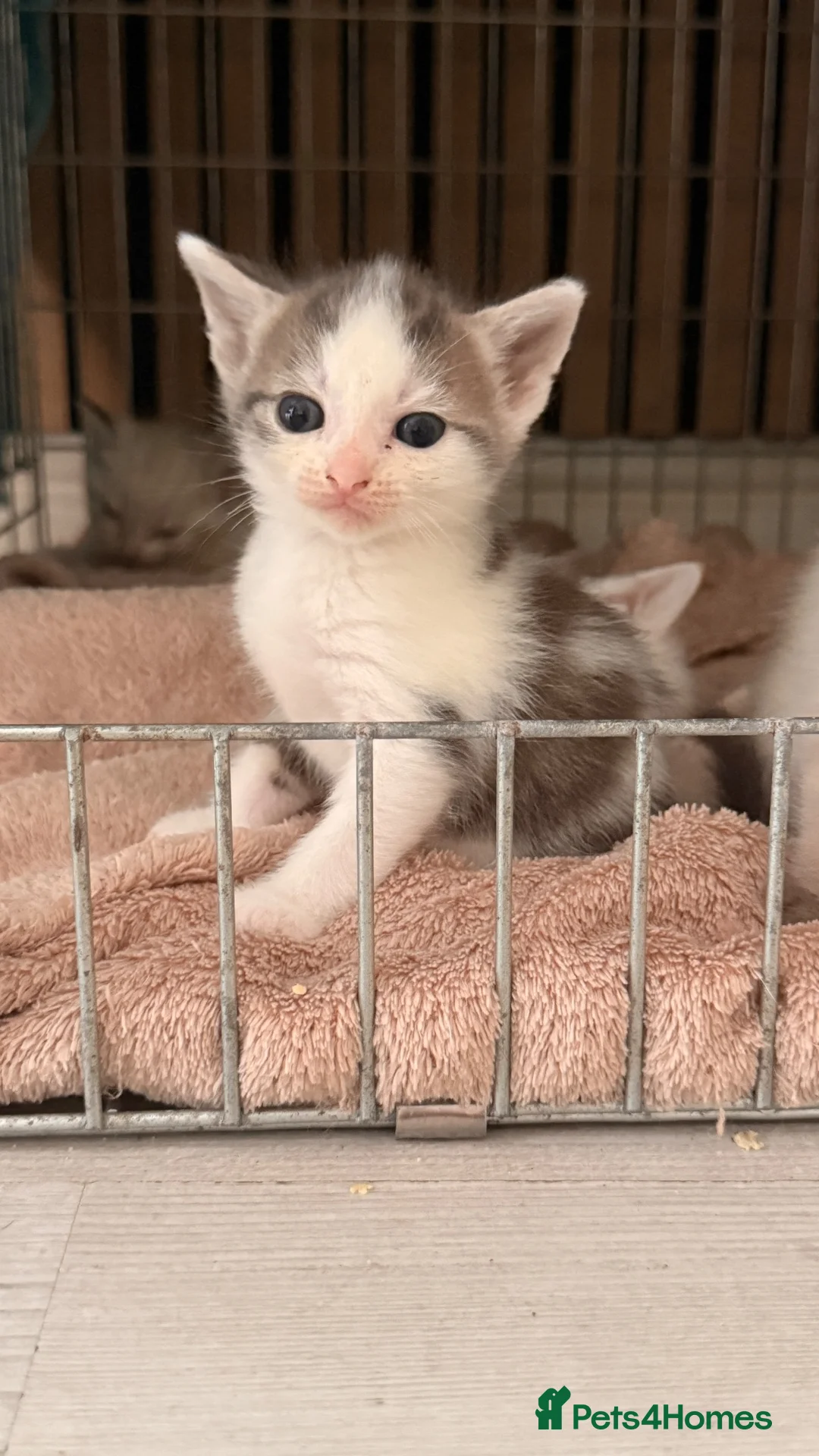 Mixed Breed cats for sale: 3 boys and 2 girls - Advert 2