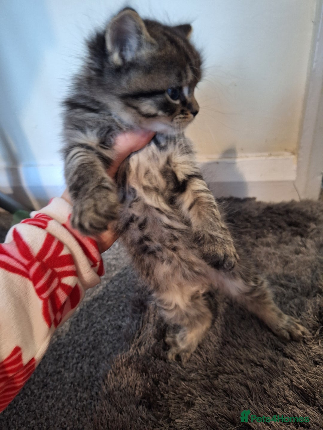 Mixed Breed cats for sale: Mix breed kittens, 1/4 ragdoll  - Advert 36