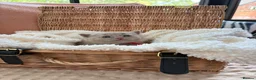 British Shorthair cats for sale: British Shorthair GCCF Registered Kittens in Barnsley - Advert 13