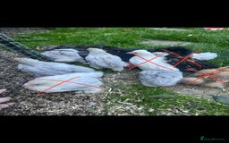 Chickens poultry for sale: Free Pekin cockerels and Pekin x - Image 1