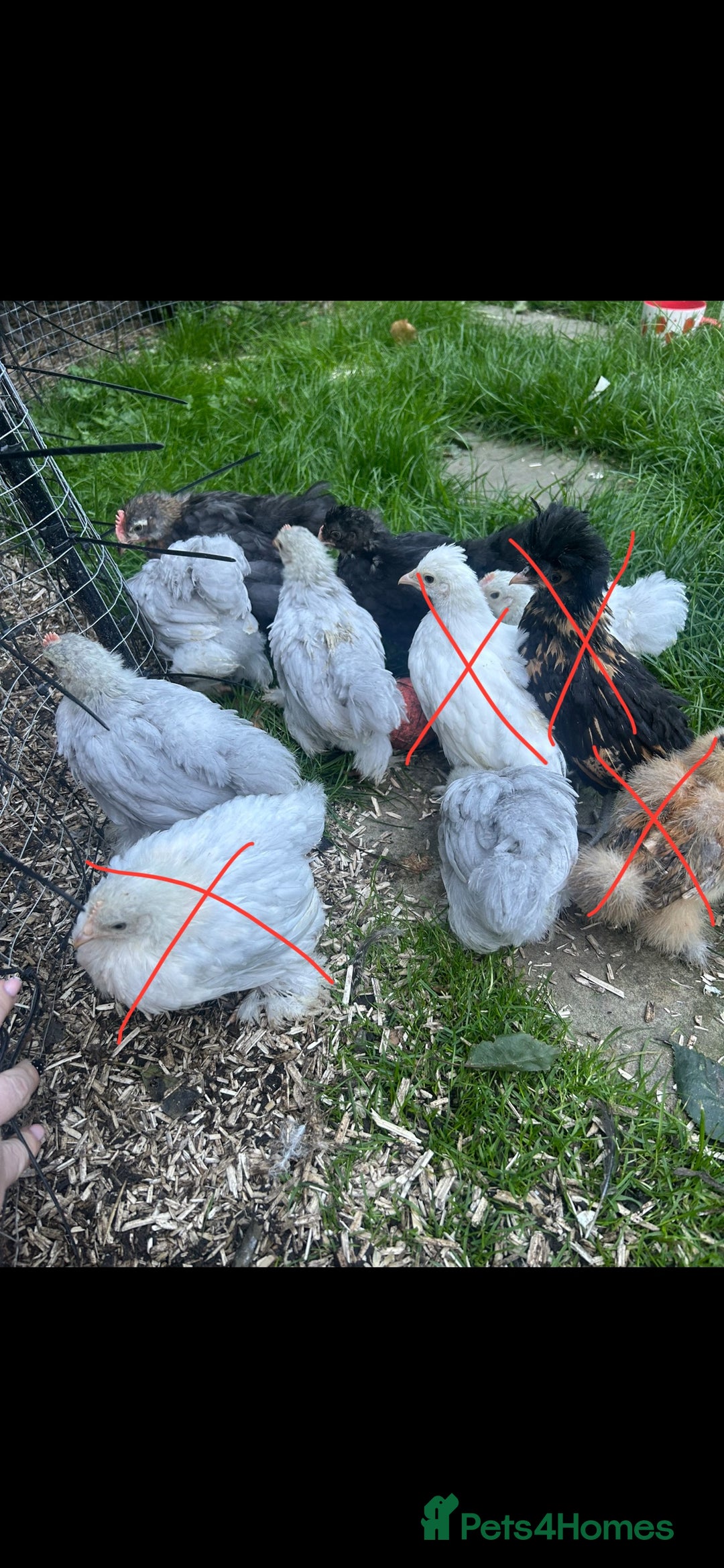 Chickens poultry for sale: Free Pekin cockerels and Pekin x - Image 1