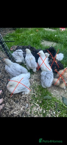Chickens poultry - Advert 3