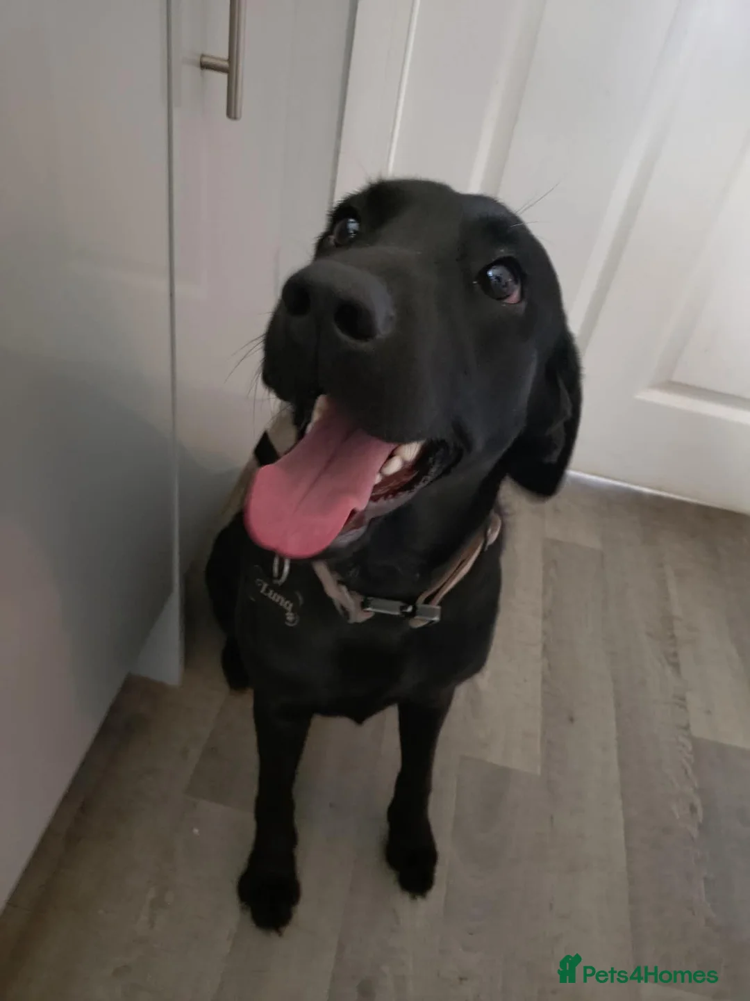 Labrador Retriever dogs for sale: Luna 1 year old Labrador  in Barnetby - Advert 1