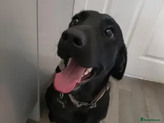 Labrador Retriever dogs Luna 1 year old Labrador - Advert 1