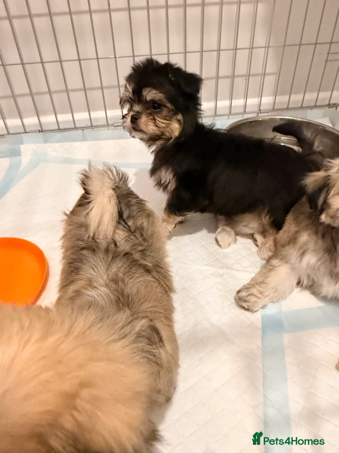 Mixed Breed dogs for sale: Ready now Malchi fluffy puppies  - Advert 4