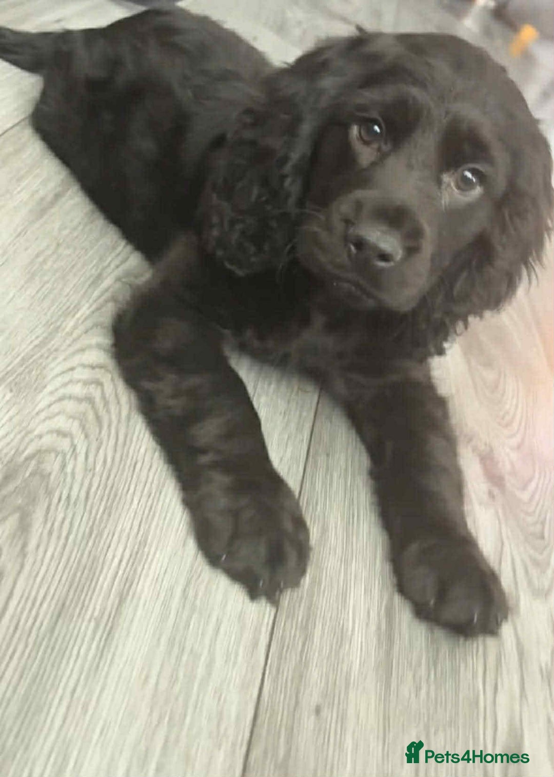 Cockapoo dogs for sale: Cockapo F1b Male  - Advert 1