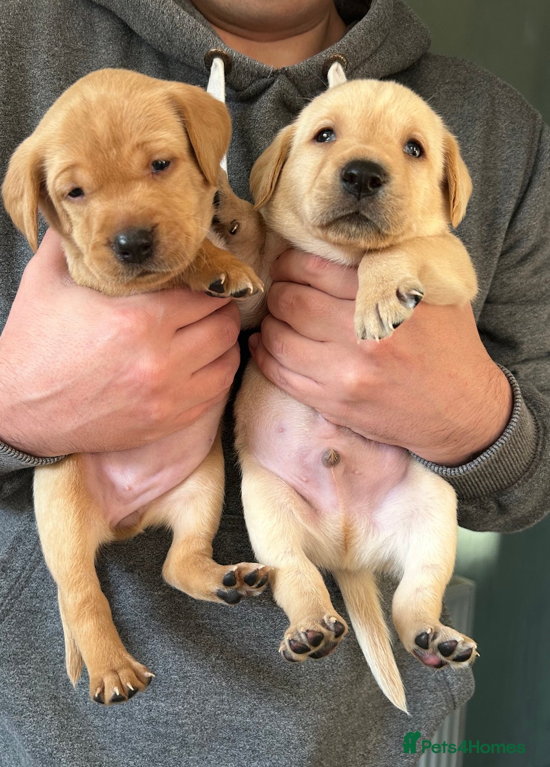 Labrador Retriever dogs for sale: 8 Beautiful Golden Labrador Puppies  - Advert 4