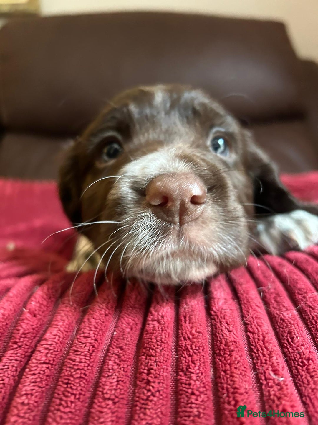 English Springer Spaniel dogs for sale: Stunning English springer spaniels for Sale - Image 16