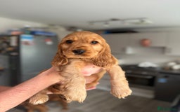 Cocker Spaniel dogs for sale: Ready now! Beautiful show and working cockers - Image 1