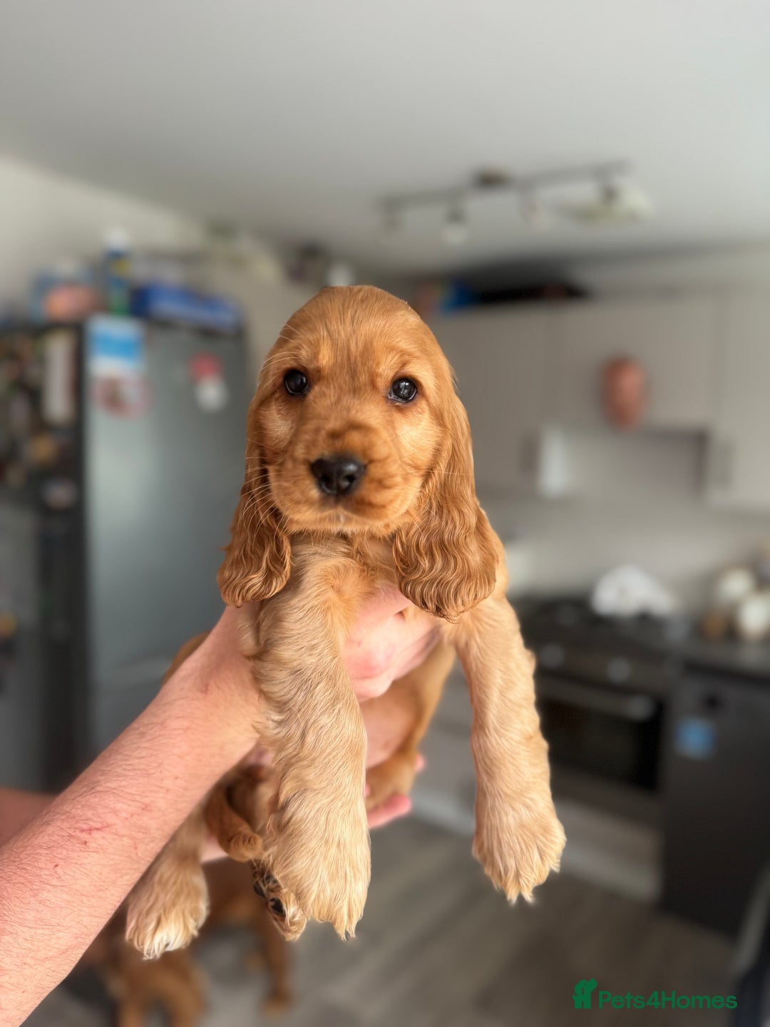 Cocker Spaniel dogs for sale: Ready now! Beautiful show and working cockers - Image 1