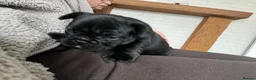 French Bulldog dogs for sale: Beautiful merle French bulldogs. - Advert 9