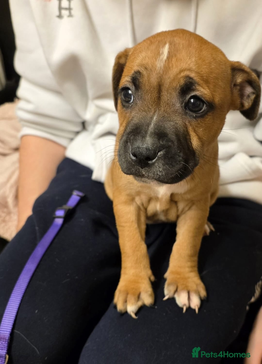 Mixed Breed dogs for sale: Staffy mix breed pups for sale - Advert 6