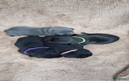 Staffordshire Bull Terrier dogs for sale: KC Staffordshire Bull Terrier Puppies 🖤 - Image 8