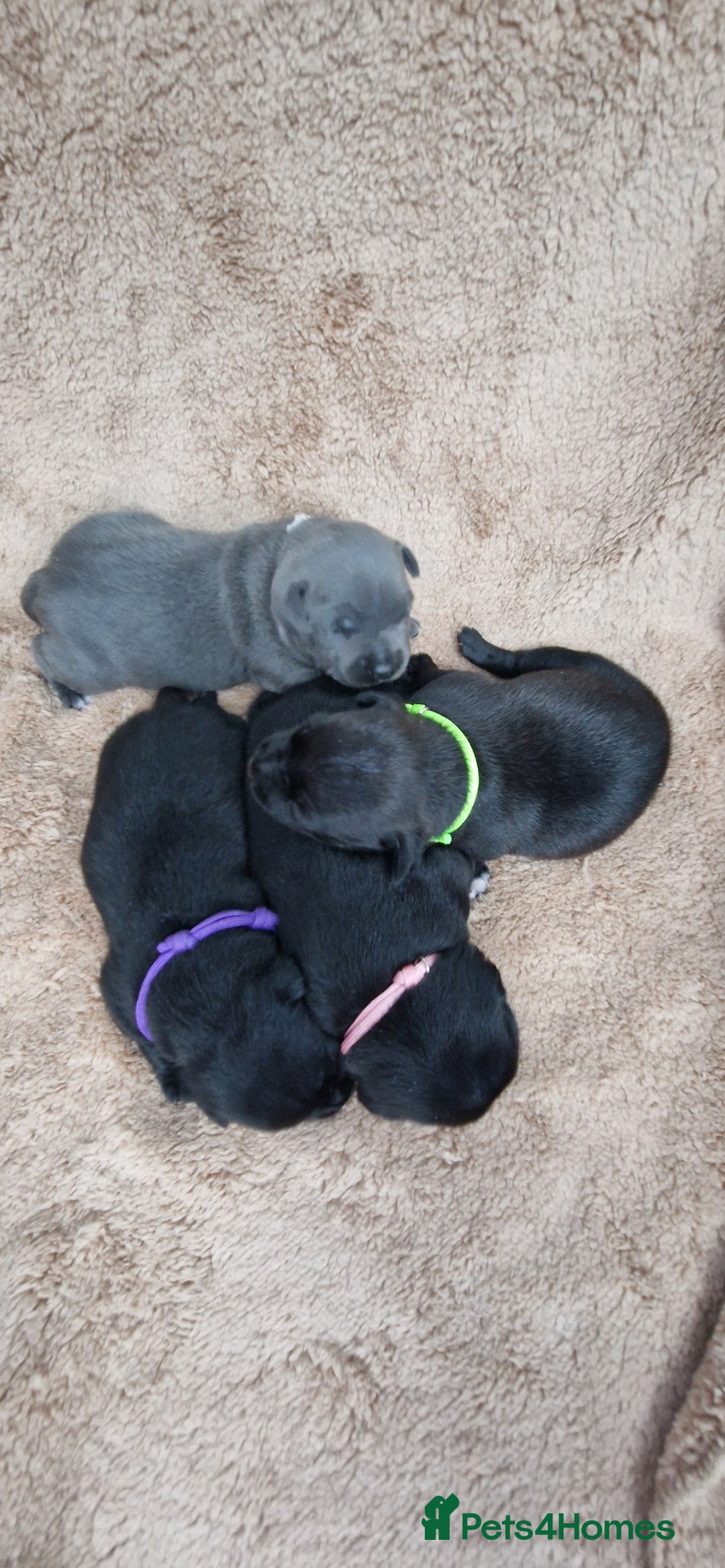 Staffordshire Bull Terrier dogs for sale: KC Staffordshire Bull Terrier Puppies 🖤 - Image 8