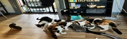 Mixed Breed cats for sale: Kittens ready now - Advert 6