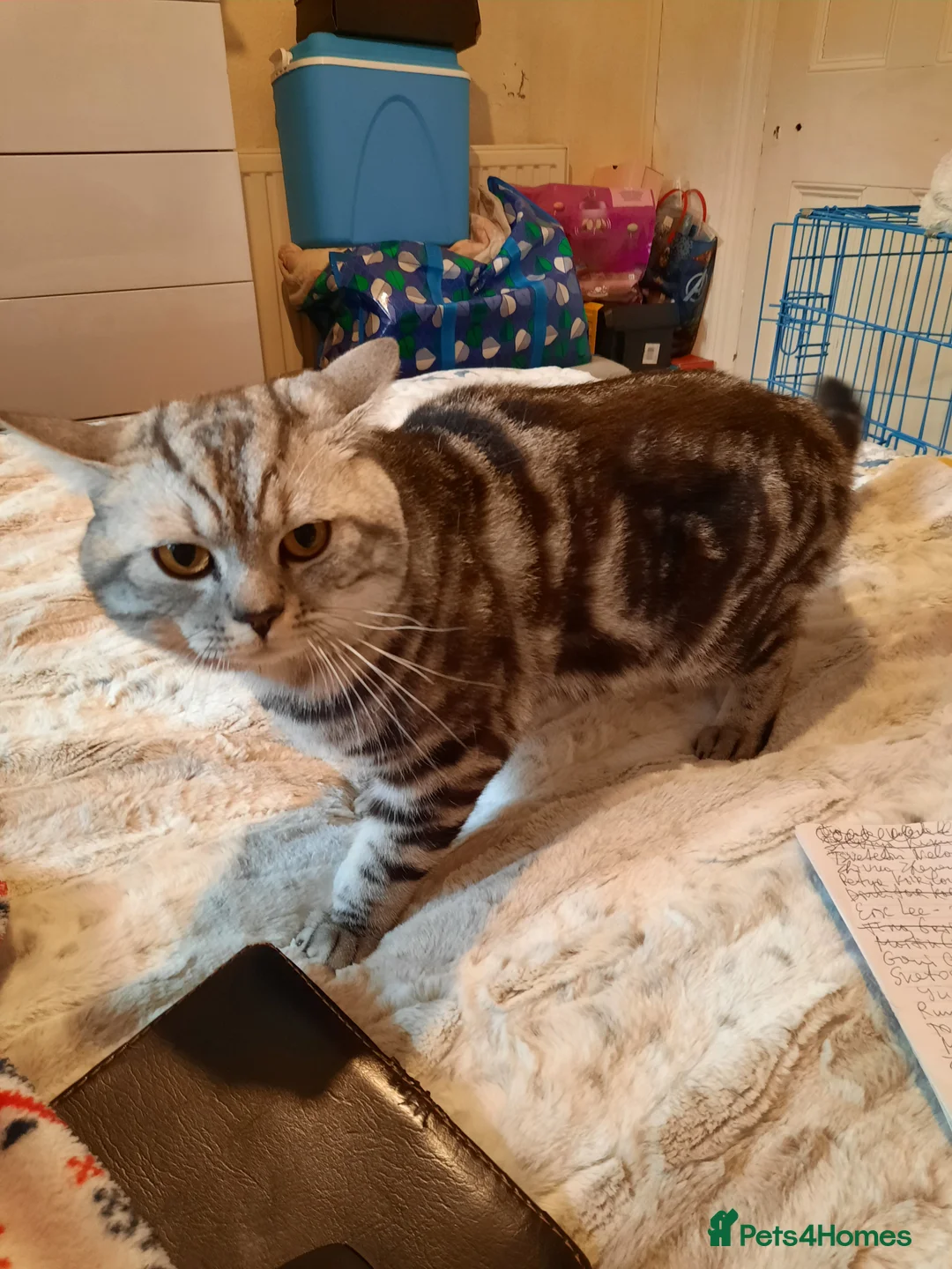 British Shorthair cats for stud: Brithish shorthair male in Barking - Advert 3